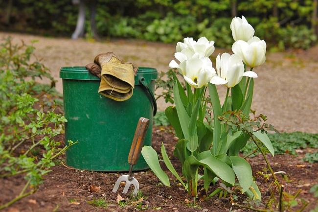 Les meilleurs conseils de jardinage pour les débutants