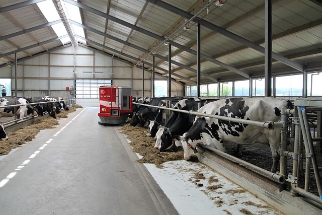Investir dans la construction d’un bâtiment d’élevage moderne : un choix stratégique pour l’avenir agricole